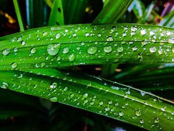 Close-up of water drops on leaf