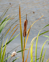 Close-up of grass against lake