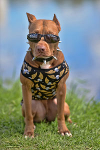 Portrait of a dog on field