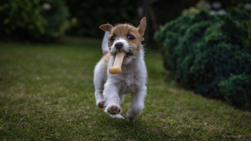 Portrait of dog running on field