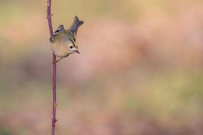 Close-up of bird perching on plant