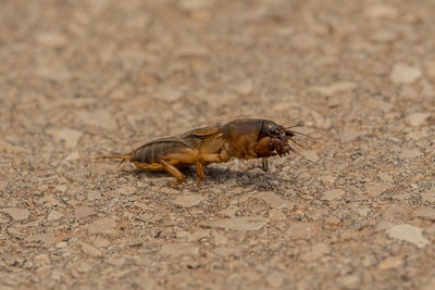 Close-up of bee on the ground