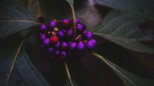 Close-up of purple flower buds growing on branch