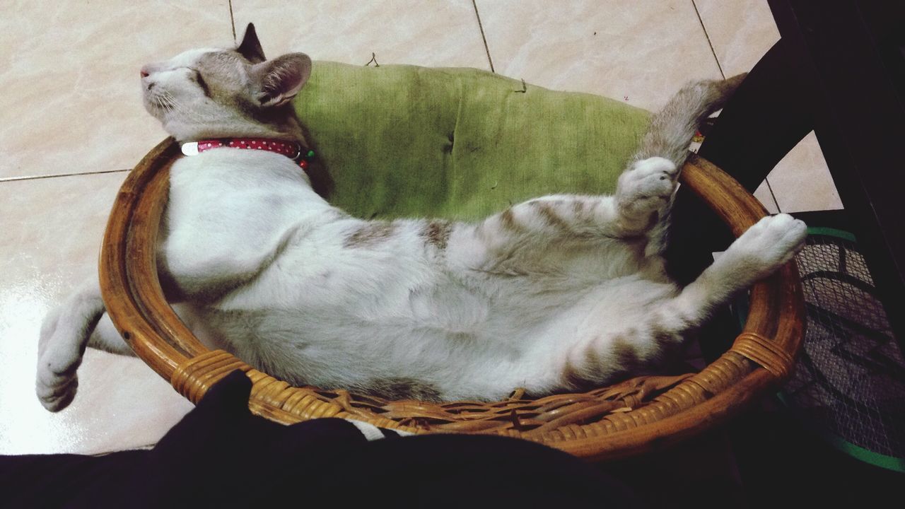 HIGH ANGLE VIEW OF A DOG SLEEPING ON BASKET