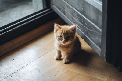 Portrait of kitten on hardwood floor