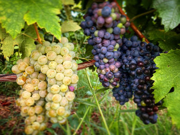 Grapes in vineyard