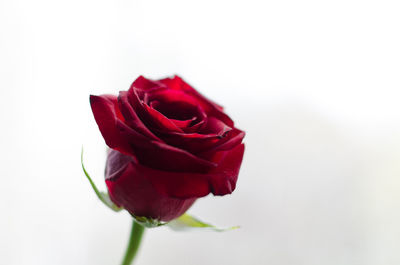 Close-up of red rose over white background