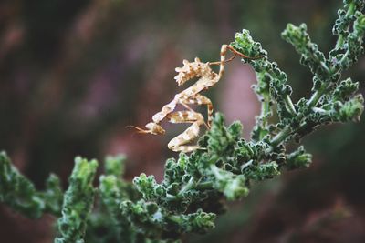 Close-up of lizard on plant