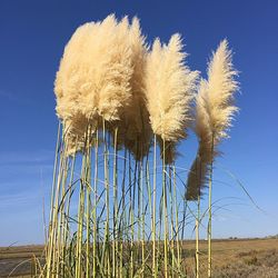 Low angle view of plants on land against sky
