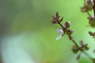 Close-up of red flowering plant