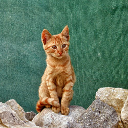 Portrait of cat sitting on rock