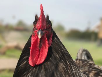 Close-up of rooster