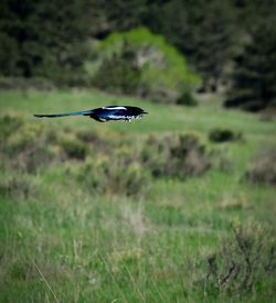 Bird flying over a field
