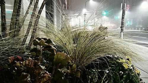 Close-up of wet plants against sky