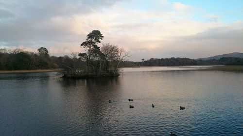 Birds swimming in lake against sky