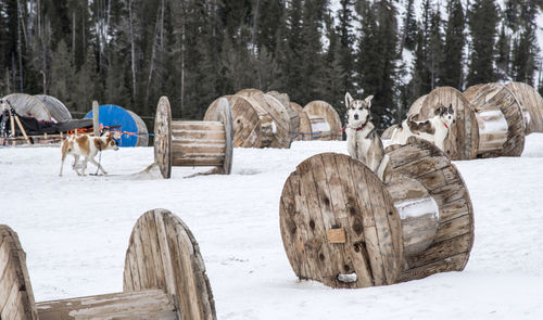 Large wooden rings on snow covered landscape