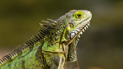 Close-up of lizard