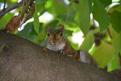 Squirrel on tree