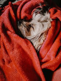 Close-up of dog sleeping on bed