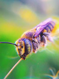 Close-up of bee