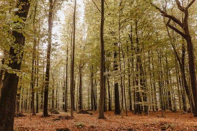 Trees growing in forest during autumn