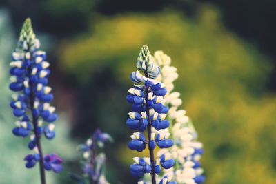 Close-up of lavender blooming on field