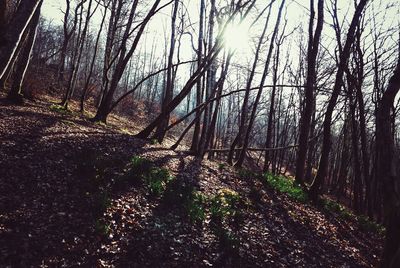 Sun shining through trees