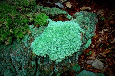 High angle view of moss on rock