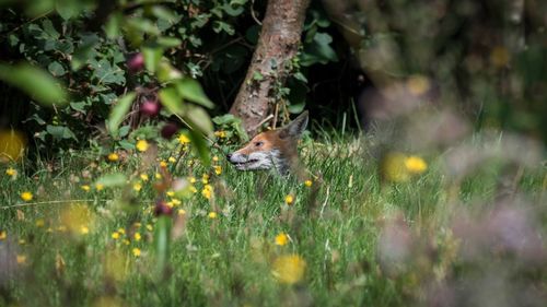 Fox amidst plants on field