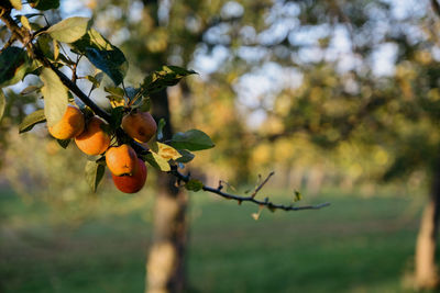 Close-up of berries growing on tree