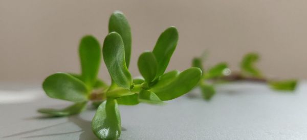 Close-up of small plant on table