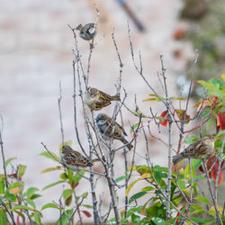 View of bird on branch