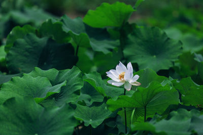 White water lily blooming outdoors