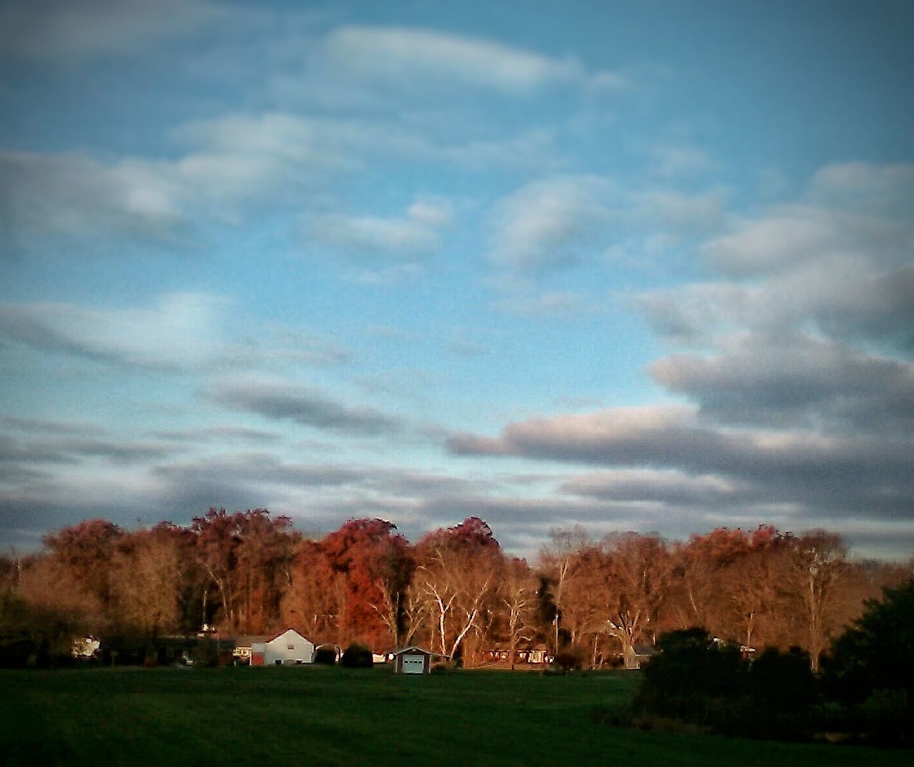 TREES ON FIELD DURING AUTUMN