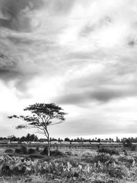 Trees on field against sky