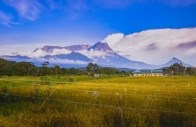 Paddy field and mount kinabalu view