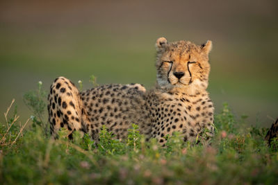 Cub with eyes closed sitting on land