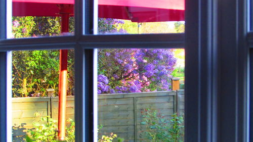 Flower plants seen through glass window of building