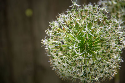 Close-up of plant