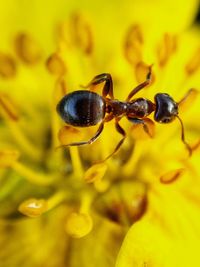 Close-up of ant on flower