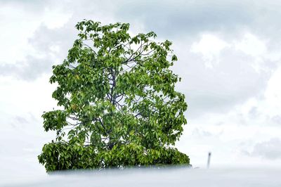 Tree against sky