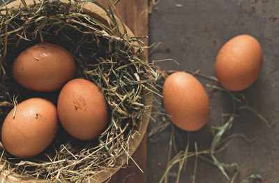 Directly above shot of eggs in nest