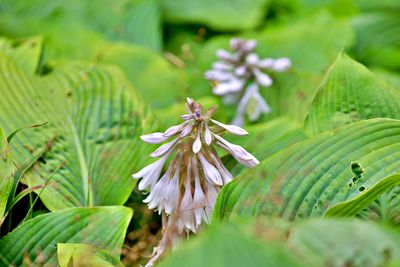 Close-up of purple flowering plant