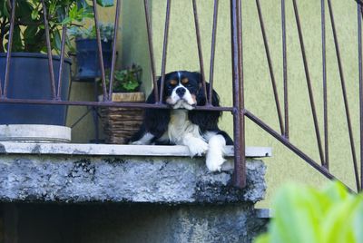 Portrait of dog