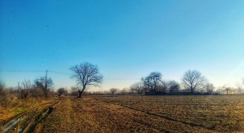 Bare trees on field against clear blue sky