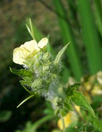 Close-up of flower bud