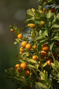 Close-up of fruits on tree