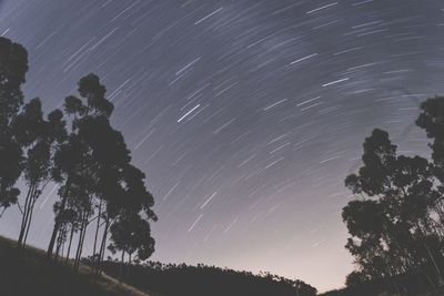 Low angle view of trees against sky at night