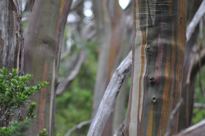 Close-up of tree trunk