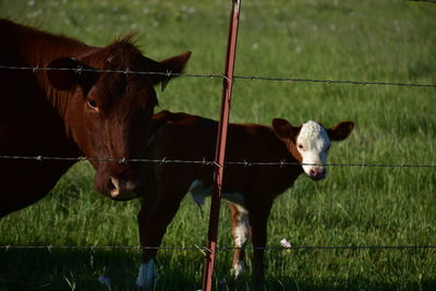 Horses in a field